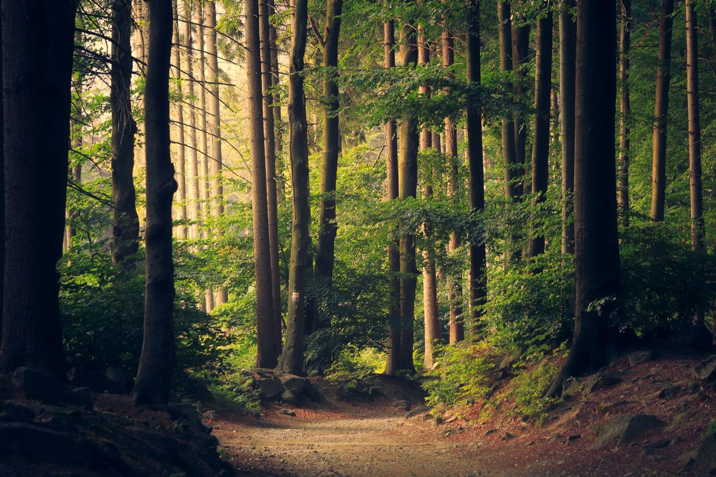 Illustrative stock photo of a peaceful wooded park path